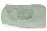 Lower Cambrian Trilobite (Longianda) - Issafen, Morocco #234553-1